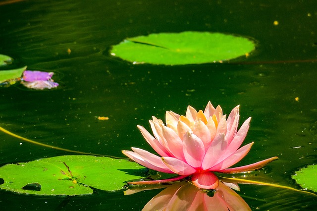 lotus na rybníku